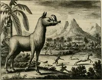 An illustration from Johan Nieuhofs Gedenkweerdige Brasiliaense zee- en lant- reize. : Behelzende al het geen op dezelve is voorgevallen. Beneffens een bondige beschrijving van gantsche Neerlants Brasil, zoo van lantschappen, steden, dieren, gewassen, als draghten, zeden en godsdienst der inwoonders: en ��inzonderheit ein wijtloopig verhael der merkwaardigste voorvallen en geschiedenissen, die zich, geduurende zijn negenjarigh verblijf in Brasil, in d'oorlogen en opstant der Portugesen tegen d'onzen, zich sedert het jaer 1640. tot 1649. hebben toegedragen. Door gaens verçiert met verscheide afbeeldingen, na't leven aldaer getekent (1682)
