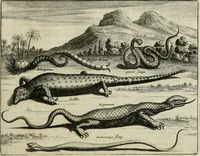 An illustration from Johan Nieuhofs Gedenkweerdige Brasiliaense zee- en lant- reize. : Behelzende al het geen op dezelve is voorgevallen. Beneffens een bondige beschrijving van gantsche Neerlants Brasil, zoo van lantschappen, steden, dieren, gewassen, als draghten, zeden en godsdienst der inwoonders: en ��inzonderheit ein wijtloopig verhael der merkwaardigste voorvallen en geschiedenissen, die zich, geduurende zijn negenjarigh verblijf in Brasil, in d'oorlogen en opstant der Portugesen tegen d'onzen, zich sedert het jaer 1640. tot 1649. hebben toegedragen. Door gaens verçiert met verscheide afbeeldingen, na't leven aldaer getekent (1682)