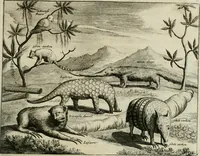 An illustration from Johan Nieuhofs Gedenkweerdige Brasiliaense zee- en lant- reize. : Behelzende al het geen op dezelve is voorgevallen. Beneffens een bondige beschrijving van gantsche Neerlants Brasil, zoo van lantschappen, steden, dieren, gewassen, als draghten, zeden en godsdienst der inwoonders: en ��inzonderheit ein wijtloopig verhael der merkwaardigste voorvallen en geschiedenissen, die zich, geduurende zijn negenjarigh verblijf in Brasil, in d'oorlogen en opstant der Portugesen tegen d'onzen, zich sedert het jaer 1640. tot 1649. hebben toegedragen. Door gaens verçiert met verscheide afbeeldingen, na't leven aldaer getekent (1682)