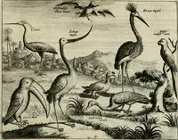 An illustration from Johan Nieuhofs Gedenkweerdige Brasiliaense zee- en lant- reize. : Behelzende al het geen op dezelve is voorgevallen. Beneffens een bondige beschrijving van gantsche Neerlants Brasil, zoo van lantschappen, steden, dieren, gewassen, als draghten, zeden en godsdienst der inwoonders: en ��inzonderheit ein wijtloopig verhael der merkwaardigste voorvallen en geschiedenissen, die zich, geduurende zijn negenjarigh verblijf in Brasil, in d'oorlogen en opstant der Portugesen tegen d'onzen, zich sedert het jaer 1640. tot 1649. hebben toegedragen. Door gaens verçiert met verscheide afbeeldingen, na't leven aldaer getekent (1682)