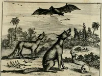 An illustration from Johan Nieuhofs Gedenkweerdige Brasiliaense zee- en lant- reize. : Behelzende al het geen op dezelve is voorgevallen. Beneffens een bondige beschrijving van gantsche Neerlants Brasil, zoo van lantschappen, steden, dieren, gewassen, als draghten, zeden en godsdienst der inwoonders: en ��inzonderheit ein wijtloopig verhael der merkwaardigste voorvallen en geschiedenissen, die zich, geduurende zijn negenjarigh verblijf in Brasil, in d'oorlogen en opstant der Portugesen tegen d'onzen, zich sedert het jaer 1640. tot 1649. hebben toegedragen. Door gaens verçiert met verscheide afbeeldingen, na't leven aldaer getekent (1682)