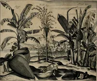 An illustration from Johan Nieuhofs Gedenkweerdige Brasiliaense zee- en lant- reize. : Behelzende al het geen op dezelve is voorgevallen. Beneffens een bondige beschrijving van gantsche Neerlants Brasil, zoo van lantschappen, steden, dieren, gewassen, als draghten, zeden en godsdienst der inwoonders: en ��inzonderheit ein wijtloopig verhael der merkwaardigste voorvallen en geschiedenissen, die zich, geduurende zijn negenjarigh verblijf in Brasil, in d'oorlogen en opstant der Portugesen tegen d'onzen, zich sedert het jaer 1640. tot 1649. hebben toegedragen. Door gaens verçiert met verscheide afbeeldingen, na't leven aldaer getekent (1682)