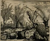 An illustration from Johan Nieuhofs Gedenkweerdige Brasiliaense zee- en lant- reize. : Behelzende al het geen op dezelve is voorgevallen. Beneffens een bondige beschrijving van gantsche Neerlants Brasil, zoo van lantschappen, steden, dieren, gewassen, als draghten, zeden en godsdienst der inwoonders: en ��inzonderheit ein wijtloopig verhael der merkwaardigste voorvallen en geschiedenissen, die zich, geduurende zijn negenjarigh verblijf in Brasil, in d'oorlogen en opstant der Portugesen tegen d'onzen, zich sedert het jaer 1640. tot 1649. hebben toegedragen. Door gaens verçiert met verscheide afbeeldingen, na't leven aldaer getekent (1682)