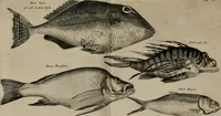 An illustration from Johan Nieuhofs Gedenkweerdige Brasiliaense zee- en lant- reize. : Behelzende al het geen op dezelve is voorgevallen. Beneffens een bondige beschrijving van gantsche Neerlants Brasil, zoo van lantschappen, steden, dieren, gewassen, als draghten, zeden en godsdienst der inwoonders: en ��inzonderheit ein wijtloopig verhael der merkwaardigste voorvallen en geschiedenissen, die zich, geduurende zijn negenjarigh verblijf in Brasil, in d'oorlogen en opstant der Portugesen tegen d'onzen, zich sedert het jaer 1640. tot 1649. hebben toegedragen. Door gaens verçiert met verscheide afbeeldingen, na't leven aldaer getekent (1682)