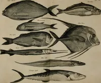 An illustration from Johan Nieuhofs Gedenkweerdige Brasiliaense zee- en lant- reize. : Behelzende al het geen op dezelve is voorgevallen. Beneffens een bondige beschrijving van gantsche Neerlants Brasil, zoo van lantschappen, steden, dieren, gewassen, als draghten, zeden en godsdienst der inwoonders: en ��inzonderheit ein wijtloopig verhael der merkwaardigste voorvallen en geschiedenissen, die zich, geduurende zijn negenjarigh verblijf in Brasil, in d'oorlogen en opstant der Portugesen tegen d'onzen, zich sedert het jaer 1640. tot 1649. hebben toegedragen. Door gaens verçiert met verscheide afbeeldingen, na't leven aldaer getekent (1682)