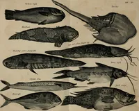 An illustration from Johan Nieuhofs Gedenkweerdige Brasiliaense zee- en lant- reize. : Behelzende al het geen op dezelve is voorgevallen. Beneffens een bondige beschrijving van gantsche Neerlants Brasil, zoo van lantschappen, steden, dieren, gewassen, als draghten, zeden en godsdienst der inwoonders: en ��inzonderheit ein wijtloopig verhael der merkwaardigste voorvallen en geschiedenissen, die zich, geduurende zijn negenjarigh verblijf in Brasil, in d'oorlogen en opstant der Portugesen tegen d'onzen, zich sedert het jaer 1640. tot 1649. hebben toegedragen. Door gaens verçiert met verscheide afbeeldingen, na't leven aldaer getekent (1682)