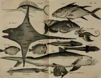 An illustration from Johan Nieuhofs Gedenkweerdige Brasiliaense zee- en lant- reize. : Behelzende al het geen op dezelve is voorgevallen. Beneffens een bondige beschrijving van gantsche Neerlants Brasil, zoo van lantschappen, steden, dieren, gewassen, als draghten, zeden en godsdienst der inwoonders: en ��inzonderheit ein wijtloopig verhael der merkwaardigste voorvallen en geschiedenissen, die zich, geduurende zijn negenjarigh verblijf in Brasil, in d'oorlogen en opstant der Portugesen tegen d'onzen, zich sedert het jaer 1640. tot 1649. hebben toegedragen. Door gaens verçiert met verscheide afbeeldingen, na't leven aldaer getekent (1682)