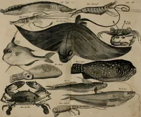 An illustration from Johan Nieuhofs Gedenkweerdige Brasiliaense zee- en lant- reize. : Behelzende al het geen op dezelve is voorgevallen. Beneffens een bondige beschrijving van gantsche Neerlants Brasil, zoo van lantschappen, steden, dieren, gewassen, als draghten, zeden en godsdienst der inwoonders: en ��inzonderheit ein wijtloopig verhael der merkwaardigste voorvallen en geschiedenissen, die zich, geduurende zijn negenjarigh verblijf in Brasil, in d'oorlogen en opstant der Portugesen tegen d'onzen, zich sedert het jaer 1640. tot 1649. hebben toegedragen. Door gaens verçiert met verscheide afbeeldingen, na't leven aldaer getekent (1682)