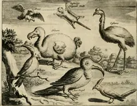 An illustration from Johan Nieuhofs Gedenkweerdige Brasiliaense zee- en lant- reize. : Behelzende al het geen op dezelve is voorgevallen. Beneffens een bondige beschrijving van gantsche Neerlants Brasil, zoo van lantschappen, steden, dieren, gewassen, als draghten, zeden en godsdienst der inwoonders: en ��inzonderheit ein wijtloopig verhael der merkwaardigste voorvallen en geschiedenissen, die zich, geduurende zijn negenjarigh verblijf in Brasil, in d'oorlogen en opstant der Portugesen tegen d'onzen, zich sedert het jaer 1640. tot 1649. hebben toegedragen. Door gaens verçiert met verscheide afbeeldingen, na't leven aldaer getekent (1682)