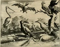 An illustration from Johan Nieuhofs Gedenkweerdige Brasiliaense zee- en lant- reize. : Behelzende al het geen op dezelve is voorgevallen. Beneffens een bondige beschrijving van gantsche Neerlants Brasil, zoo van lantschappen, steden, dieren, gewassen, als draghten, zeden en godsdienst der inwoonders: en ��inzonderheit ein wijtloopig verhael der merkwaardigste voorvallen en geschiedenissen, die zich, geduurende zijn negenjarigh verblijf in Brasil, in d'oorlogen en opstant der Portugesen tegen d'onzen, zich sedert het jaer 1640. tot 1649. hebben toegedragen. Door gaens verçiert met verscheide afbeeldingen, na't leven aldaer getekent (1682)