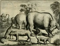 An illustration from Johan Nieuhofs Gedenkweerdige Brasiliaense zee- en lant- reize. : Behelzende al het geen op dezelve is voorgevallen. Beneffens een bondige beschrijving van gantsche Neerlants Brasil, zoo van lantschappen, steden, dieren, gewassen, als draghten, zeden en godsdienst der inwoonders: en ��inzonderheit ein wijtloopig verhael der merkwaardigste voorvallen en geschiedenissen, die zich, geduurende zijn negenjarigh verblijf in Brasil, in d'oorlogen en opstant der Portugesen tegen d'onzen, zich sedert het jaer 1640. tot 1649. hebben toegedragen. Door gaens verçiert met verscheide afbeeldingen, na't leven aldaer getekent (1682)