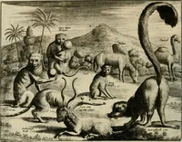 An illustration from Johan Nieuhofs Gedenkweerdige Brasiliaense zee- en lant- reize. : Behelzende al het geen op dezelve is voorgevallen. Beneffens een bondige beschrijving van gantsche Neerlants Brasil, zoo van lantschappen, steden, dieren, gewassen, als draghten, zeden en godsdienst der inwoonders: en ��inzonderheit ein wijtloopig verhael der merkwaardigste voorvallen en geschiedenissen, die zich, geduurende zijn negenjarigh verblijf in Brasil, in d'oorlogen en opstant der Portugesen tegen d'onzen, zich sedert het jaer 1640. tot 1649. hebben toegedragen. Door gaens verçiert met verscheide afbeeldingen, na't leven aldaer getekent (1682)