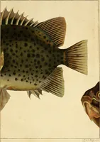 An illustration from Johannis Alberti Schlosser medicinae doctoris ... Epistola ad virum expertissimum, peritissimumque Ferdinandum Dejean ... De lacerta Amboinensi .. (1768)