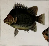 An illustration from Johannis Alberti Schlosser medicinae doctoris ... Epistola ad virum expertissimum, peritissimumque Ferdinandum Dejean ... De lacerta Amboinensi .. (1768)