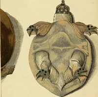 An illustration from Johannis Alberti Schlosser medicinae doctoris ... Epistola ad virum expertissimum, peritissimumque Ferdinandum Dejean ... De lacerta Amboinensi .. (1768)