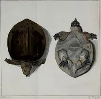 An illustration from Johannis Alberti Schlosser medicinae doctoris ... Epistola ad virum expertissimum, peritissimumque Ferdinandum Dejean ... De lacerta Amboinensi .. (1768)