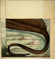 An illustration from Johannis Alberti Schlosser medicinae doctoris ... Epistola ad virum expertissimum, peritissimumque Ferdinandum Dejean ... De lacerta Amboinensi .. (1768)