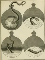 Picture 30 of 36 from Johannis Conradi Barchusen Elementa chemiae, quibius subjuncta est, Confectura lapidis philosophici, imaginibus repraesentata (1718), leaf 566