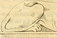 An illustration from Johann Winckelmanns, präsidentens der Alterthümer zu Rom ... Geschichte der Kunst des Alterthums (1764)