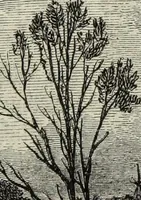 An illustration from John Cassell's Art treasures exhibition: containing engravings of the principal masterpieces of the English, Dutch, Flemish, French, and German schools (1858)