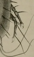 An illustration from Journal - Franklin Institute of the State of Pennsylvania (1826)