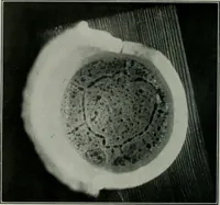 Picture 21 of 181 from Journal (1917), leaf 177