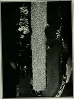 Picture 28 of 181 from Journal (1917), leaf 186