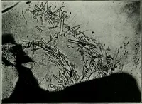 Picture 31 of 181 from Journal (1917), leaf 194