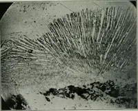Picture 33 of 181 from Journal (1917), leaf 195