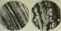 Picture 52 of 181 from Journal (1917), leaf 324