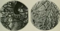 Picture 53 of 181 from Journal (1917), leaf 324
