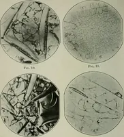 Picture 55 of 181 from Journal (1917), leaf 325