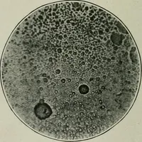 Picture 56 of 181 from Journal (1917), leaf 325