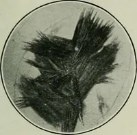 Picture 19 of 235 from Journal (1917), leaf 156