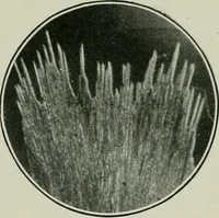 An illustration from Journal (1917)
