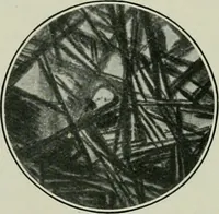 Picture 22 of 235 from Journal (1917), leaf 156