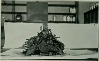 Picture 15 of 236 from Journal (1917), leaf 291