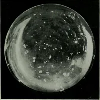 Picture 36 of 236 from Journal (1917), leaf 388