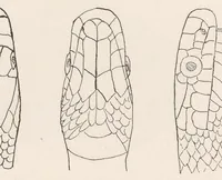 An illustration from Journal of the North-China Branch of the Royal Asiatic Society for the year .. (1906)