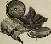 Picture 14 of 75 from Journal of the Franklin Institute; devoted to science and the mechanic arts (1826), leaf 258