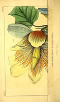 An illustration from Journal of the Philadelphia College of Pharmacy (1829)