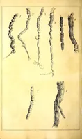 An illustration from Journal of the Philadelphia College of Pharmacy (1829)