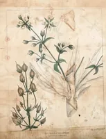 An illustration from Journal of the Philadelphia College of Pharmacy (1829)