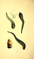 An illustration from Journal of the Philadelphia College of Pharmacy (1829)