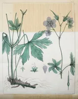 An illustration from Journal of the Philadelphia College of Pharmacy (1829)