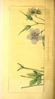 An illustration from Journal of the Philadelphia College of Pharmacy (1829)