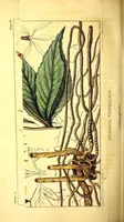 An illustration from Journal of the Philadelphia College of Pharmacy (1829)