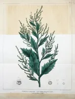 An illustration from Journal of the Philadelphia College of Pharmacy (1829)