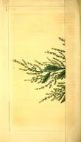 An illustration from Journal of the Philadelphia College of Pharmacy (1829)