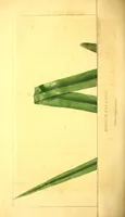 An illustration from Journal of the Philadelphia College of Pharmacy (1829)